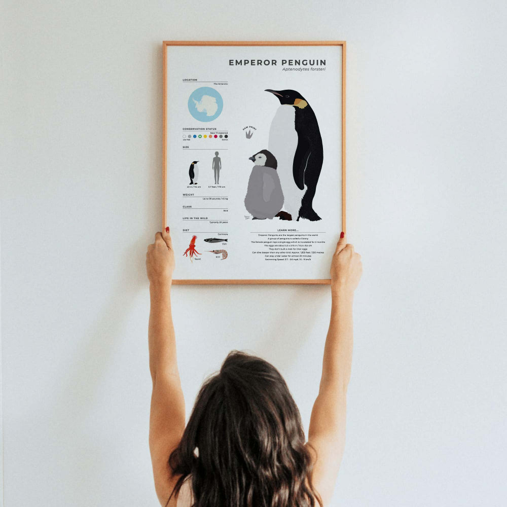 Vibrant digital illustration of a penguin family with emperor penguin facts including actual height relative to humans and extinction status in a modern figurative art style for collectors by normablok