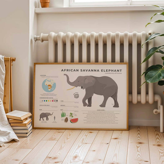 Modern elephant illustrated guide featuring scientific data on trunk anatomy and ear cooling functions with a clean white border by normablok