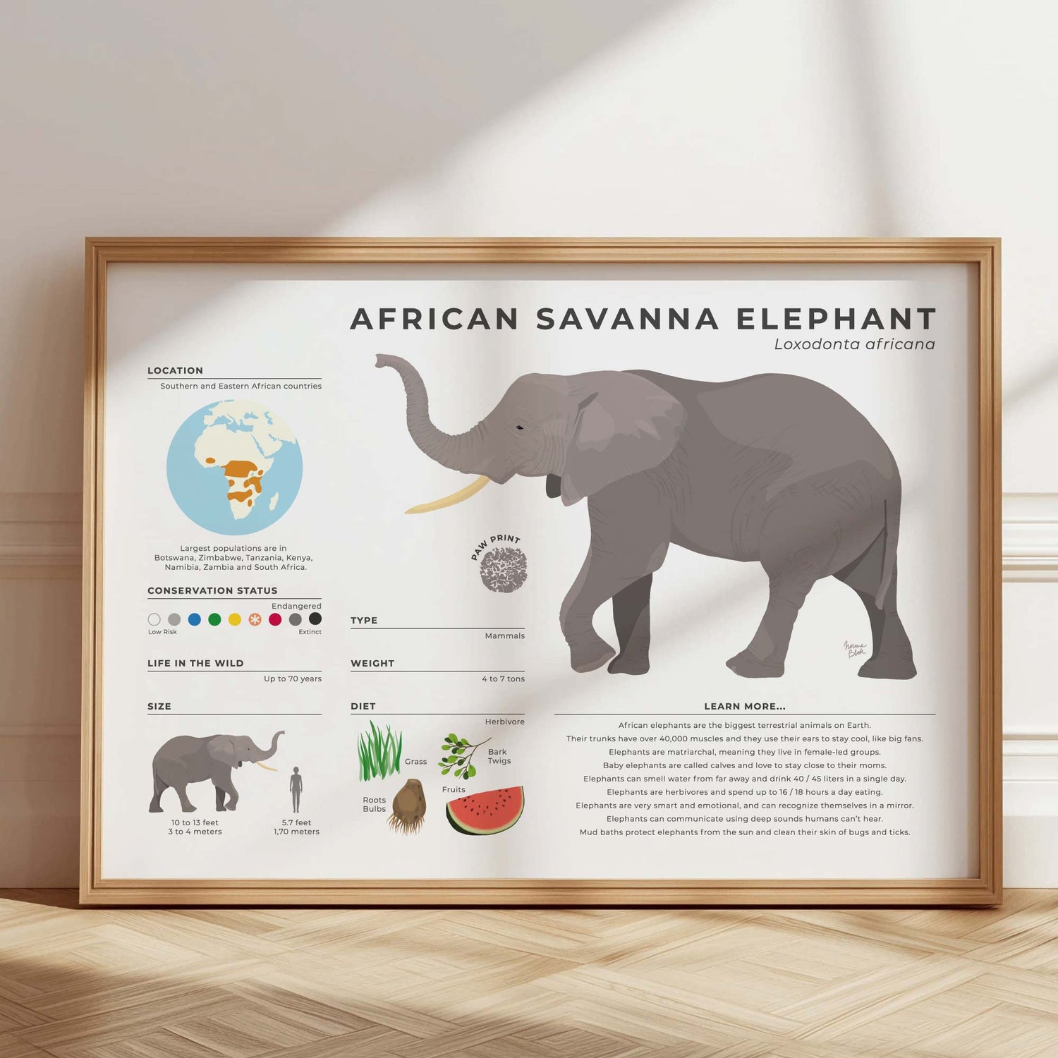 Illustrated guides about animals for curious minds. The African Savanna Elephant