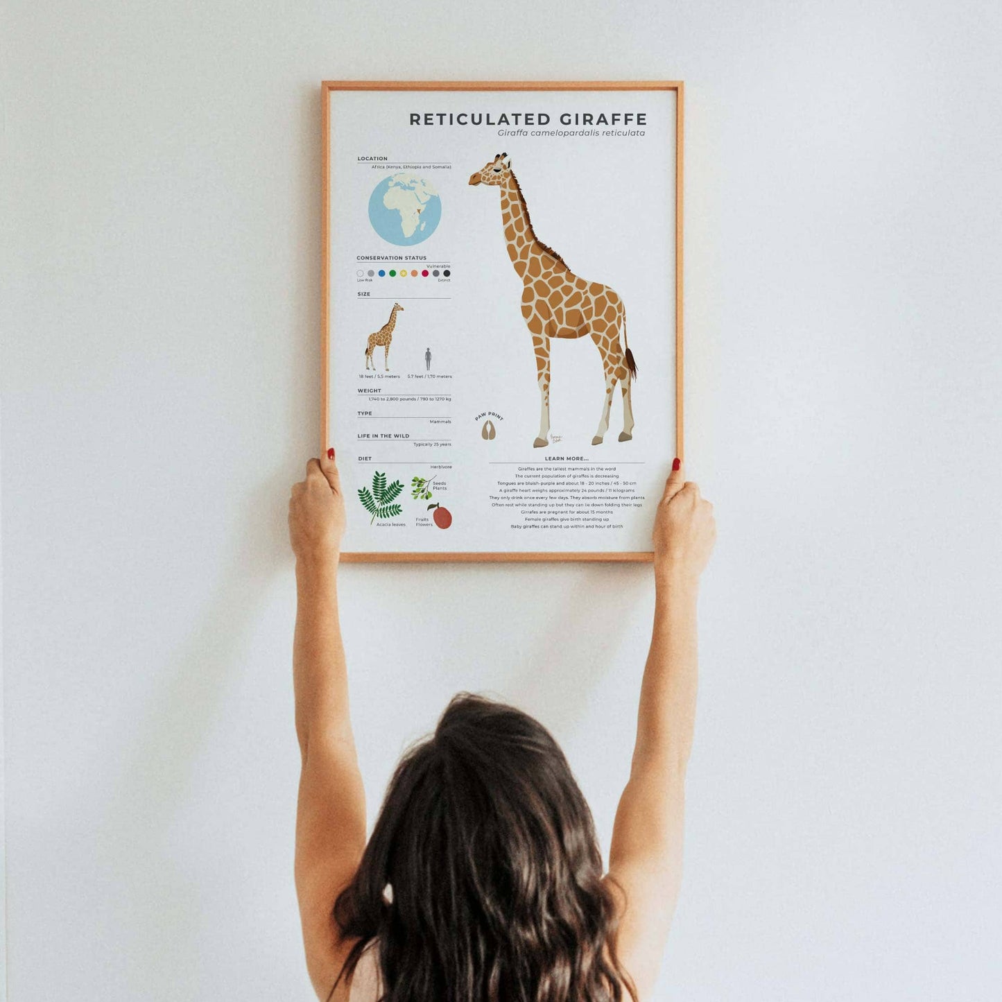Unique illustrated giraffe facts poster for homeschooling or classroom decor with modern digital art style and interesting trivia about giraffe neck vertebrae and behavior by normablok