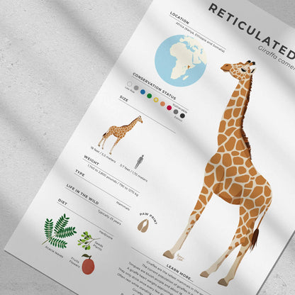 African wildlife wall art with scientific data about Giraffa camelopardalis reticulata featuring detailed geometric spot patterns for biology lovers and natural history students by normablok