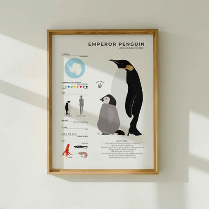 Modern Emperor Penguin illustrated guide featuring scientific data on diving depth and feeding habits with a clean white border for minimalist home office or study room wall decor by normablok