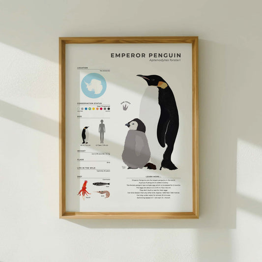 Modern Emperor Penguin illustrated guide featuring scientific data on diving depth and feeding habits with a clean white border for minimalist home office or study room wall decor by normablok