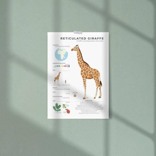 Modern giraffe illustrated guide featuring scientific data on tongue length and ossicones with a clean white border for minimalist home office or study room wall decor by normablok