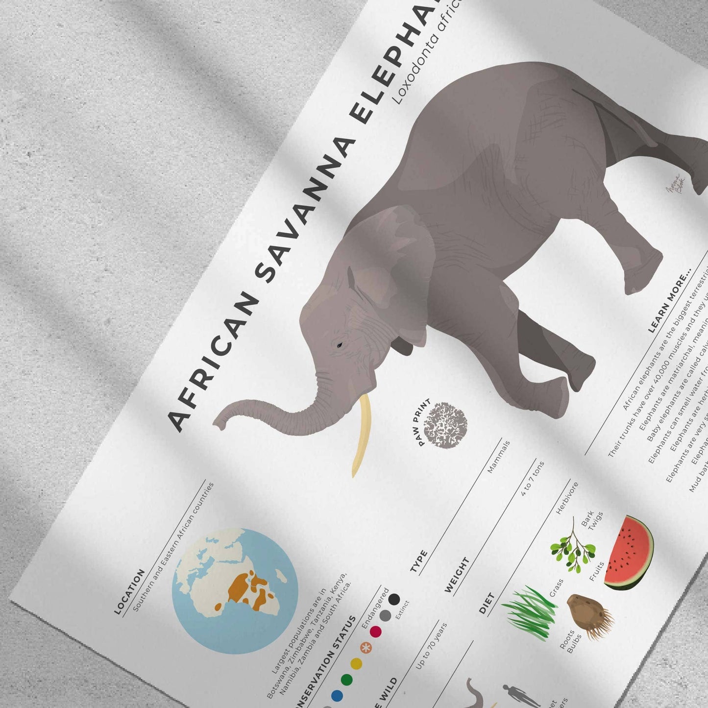 African wildlife wall art with scientific data about Loxodonta africana featuring detailed skin texture and matriarch leader facts by normablok