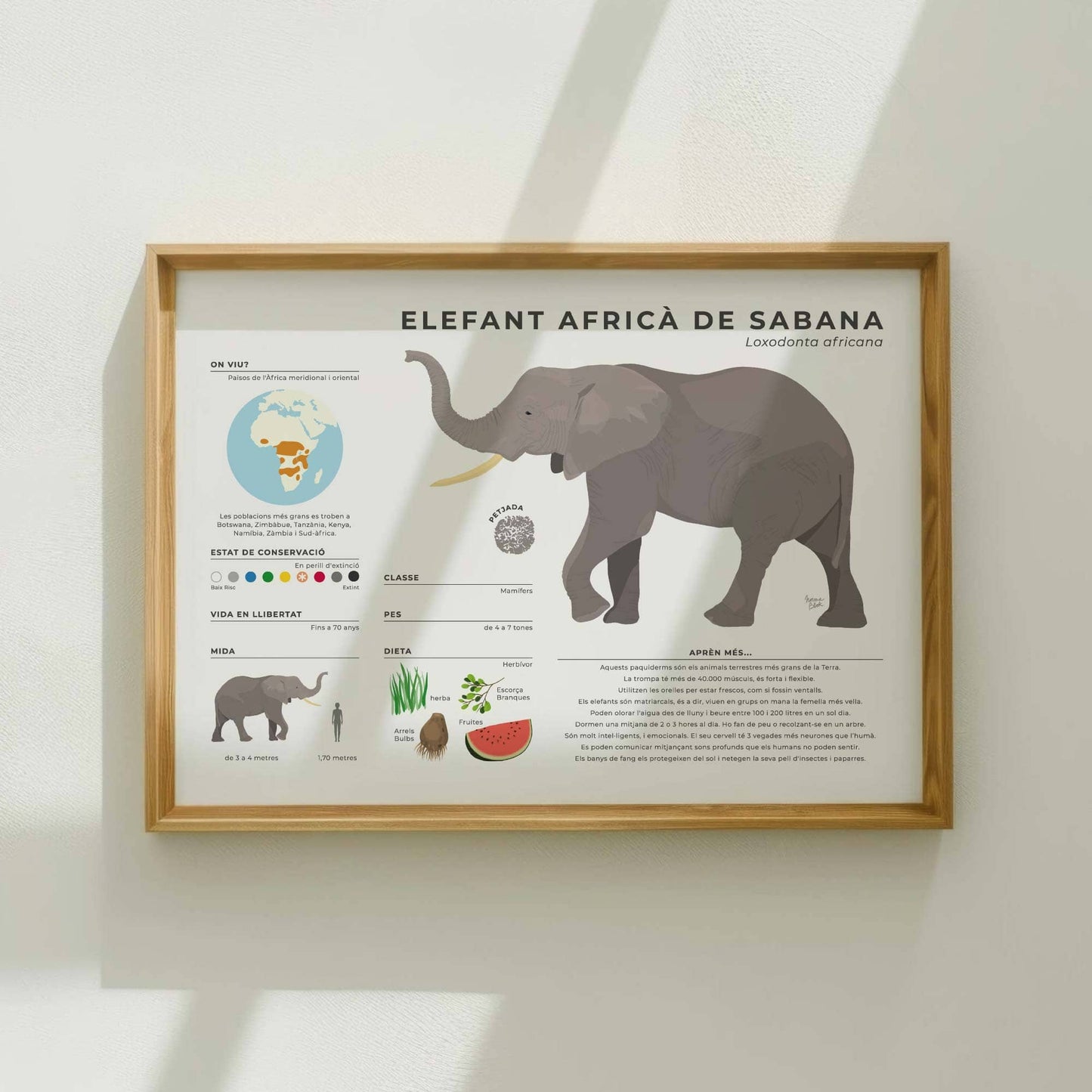 Pòster infogràfic detallat de l'elefant africà de sabana amb dades científiques sobre les estructures socials matriarcals i l'hàbitat de la sabana per normablok