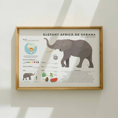 Pòster infogràfic detallat de l'elefant africà de sabana amb dades científiques sobre les estructures socials matriarcals i l'hàbitat de la sabana per normablok