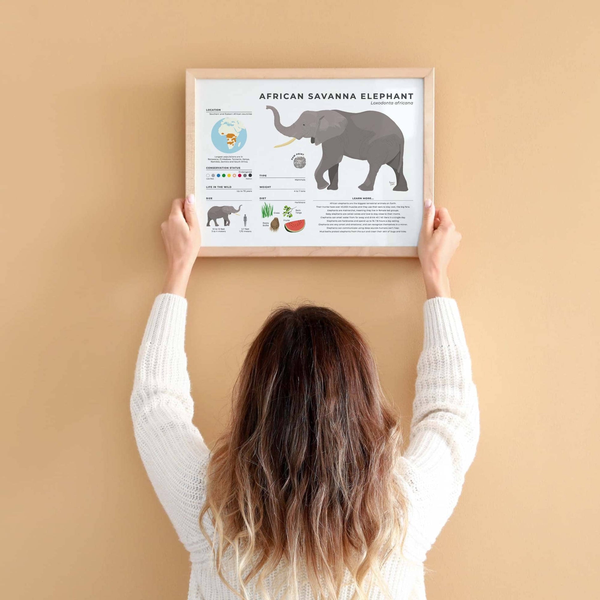 Vibrant digital illustration of an elephant with scientific facts including its status as an endangered species by normablok