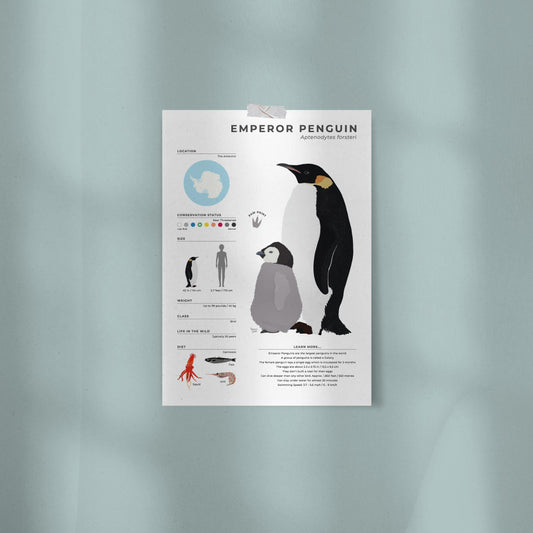 Wildlife biology art print showing Antarctic Emperor Penguin life cycle data weight and lifespan with a detailed drawing of a penguin footprint for science teachers and nature enthusiasts by normablok
