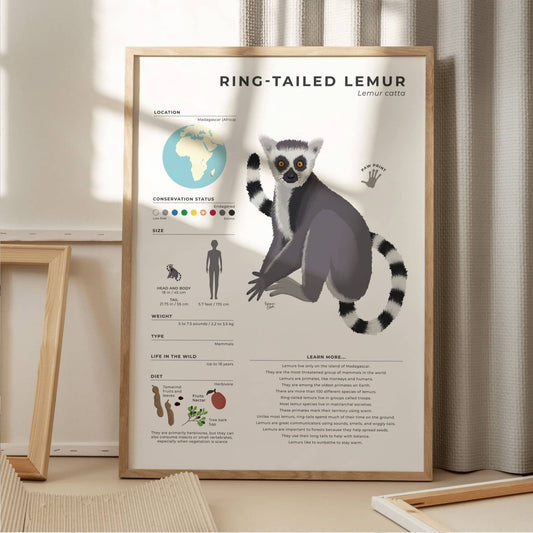 Madagascar wildlife wall art with scientific data about Lemur catta featuring detailed gray white and black fur patterns for biology lovers and students by normablok