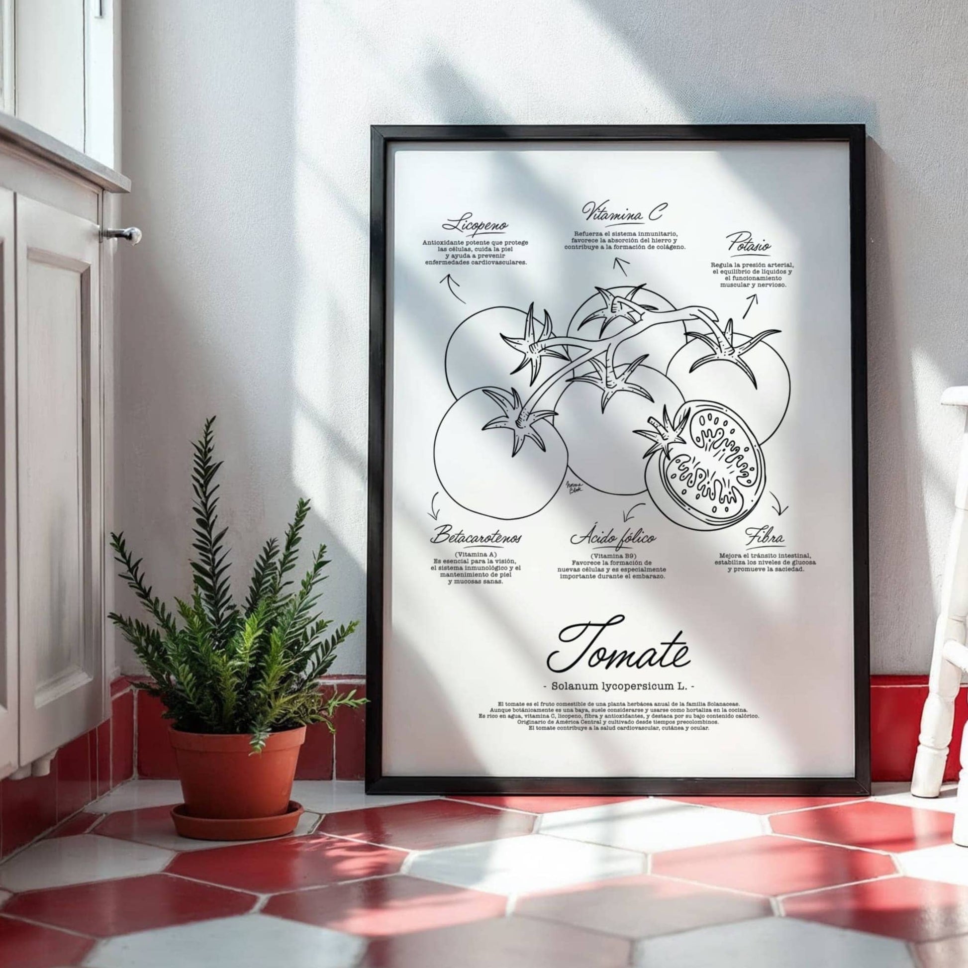 Antique scientific drawing of a tomato plant Solanum lycopersicum with detailed anatomical features and nutritional benefits listed in three languages by Normablok.