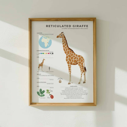 Wildlife biology art print showing Reticulated Giraffe life cycle data weight and lifespan with a detailed drawing of a giraffe hoof print for science teachers and nature enthusiasts by normablok