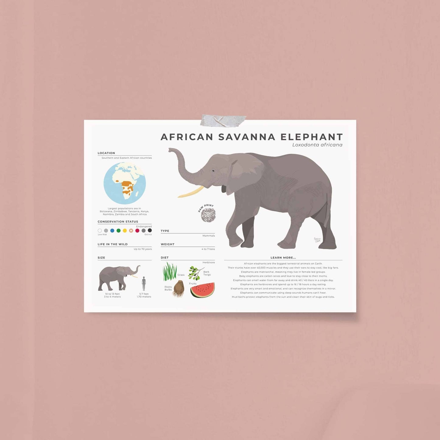 Educational elephant nursery art for kids room decoration showing trunk muscle facts and daily water intake in a modern digital style by normablok