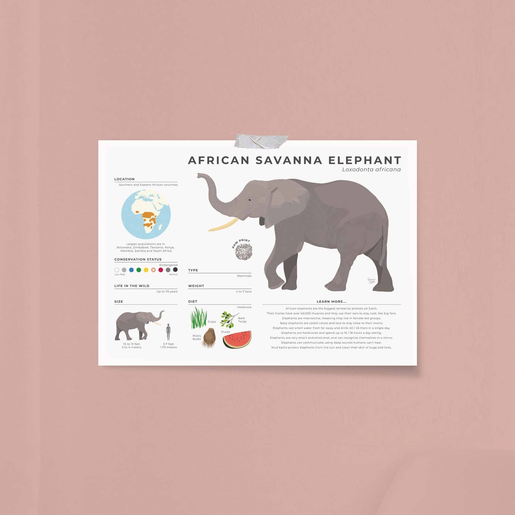 Educational elephant nursery art for kids room decoration showing trunk muscle facts and daily water intake in a modern digital style by normablok