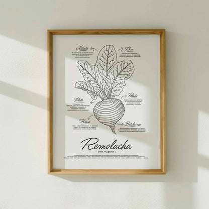 Antique style scientific drawing of a beetroot plant with detailed line work and text descriptions presented in Catalan, Spanish, and English options for multilingual kitchen decor by Normablok.