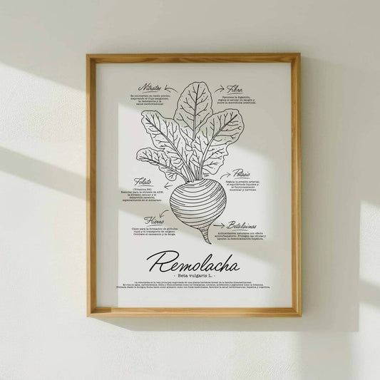 Antique style scientific drawing of a beetroot plant with detailed line work and text descriptions presented in Catalan, Spanish, and English options for multilingual kitchen decor by Normablok.
