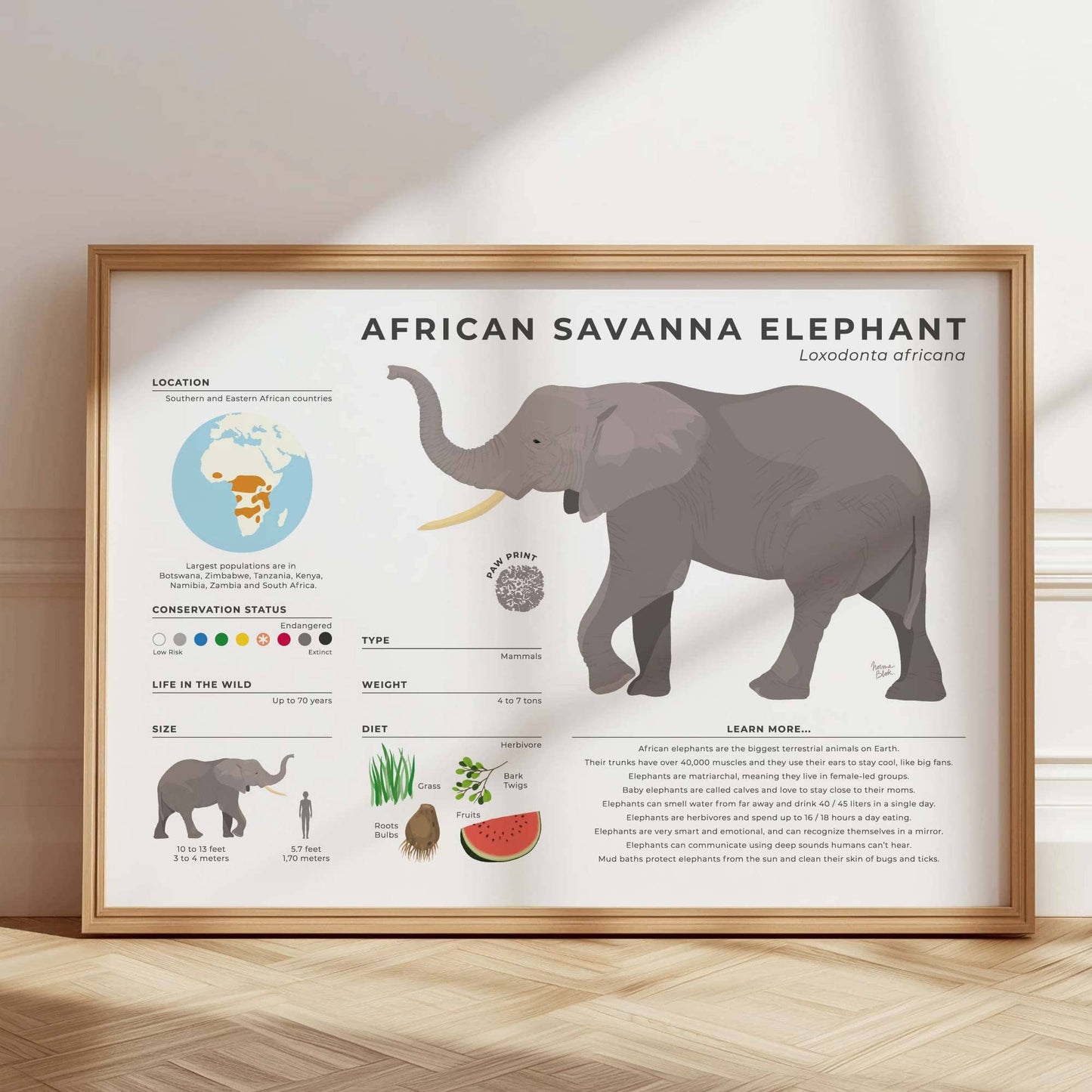 Wildlife biology art print showing African Elephant life cycle and female led group data with a detailed footprint drawing by normablok