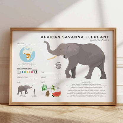 Wildlife biology art print showing African Elephant life cycle and female led group data with a detailed footprint drawing by normablok