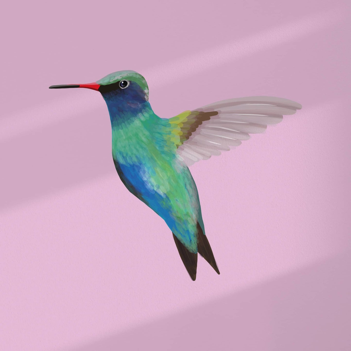Gráfico digital plano en alta resolución de la lámina del colibrí. Muestra el pájaro colorido con plumas turquesa, verdes y rosas centrado sobre un fondo violeta claro liso, rodeado por el margen blanco característico. Color de fondo personalizable bajo pedido.