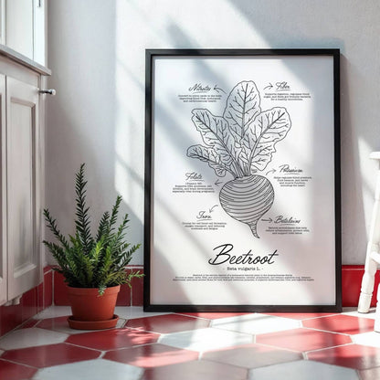 Monochrome vintage botanical poster of the beetroot (Beta vulgaris) for modern kitchen wall art, detailing its benefits such as potassium, iron, and betalains, in a detailed retro manual style by Normablok.