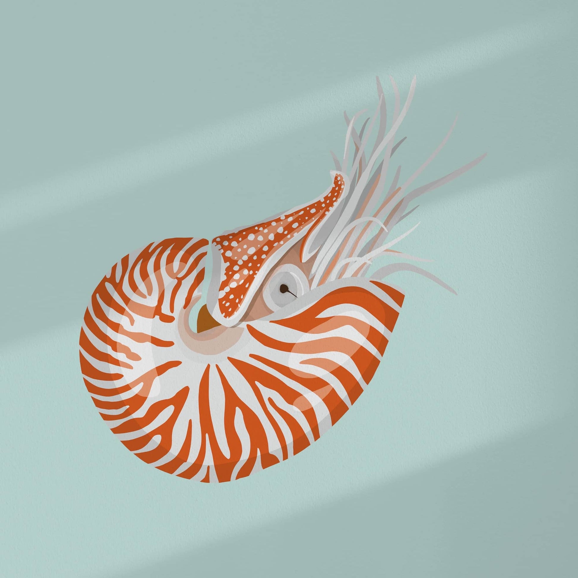 Lámina ilustrada colores turquesa naranja y blanco de un nautilus. Dibujo hecho a mano
