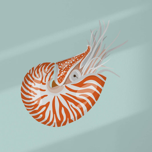 Lámina ilustrada colores turquesa naranja y blanco de un nautilus. Dibujo hecho a mano