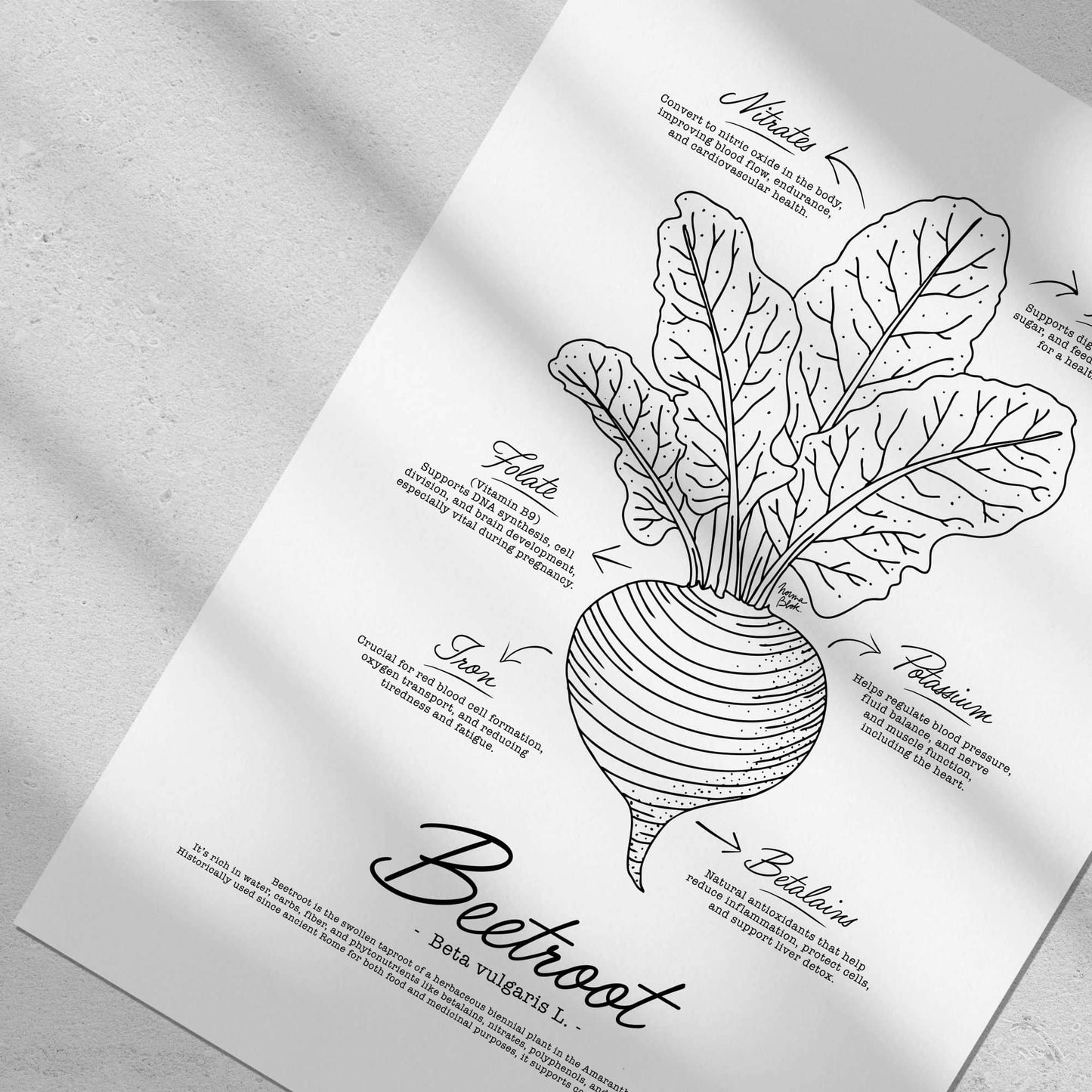 Close-up view of a minimalist black and white botanical print showcasing the nutritional properties of beetroot, Beta vulgaris, including fiber, nitrates, and vitamins, with textures mimicking antique paper by Normablok.