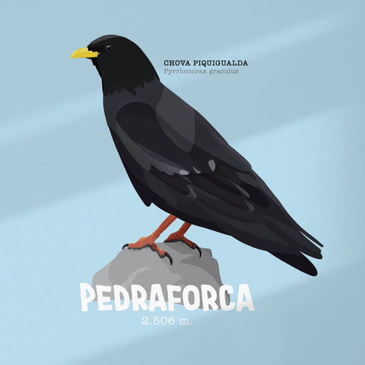 Portada y plano principal de la lámina de la chova piquigualda con textos en castellano de Normablok.