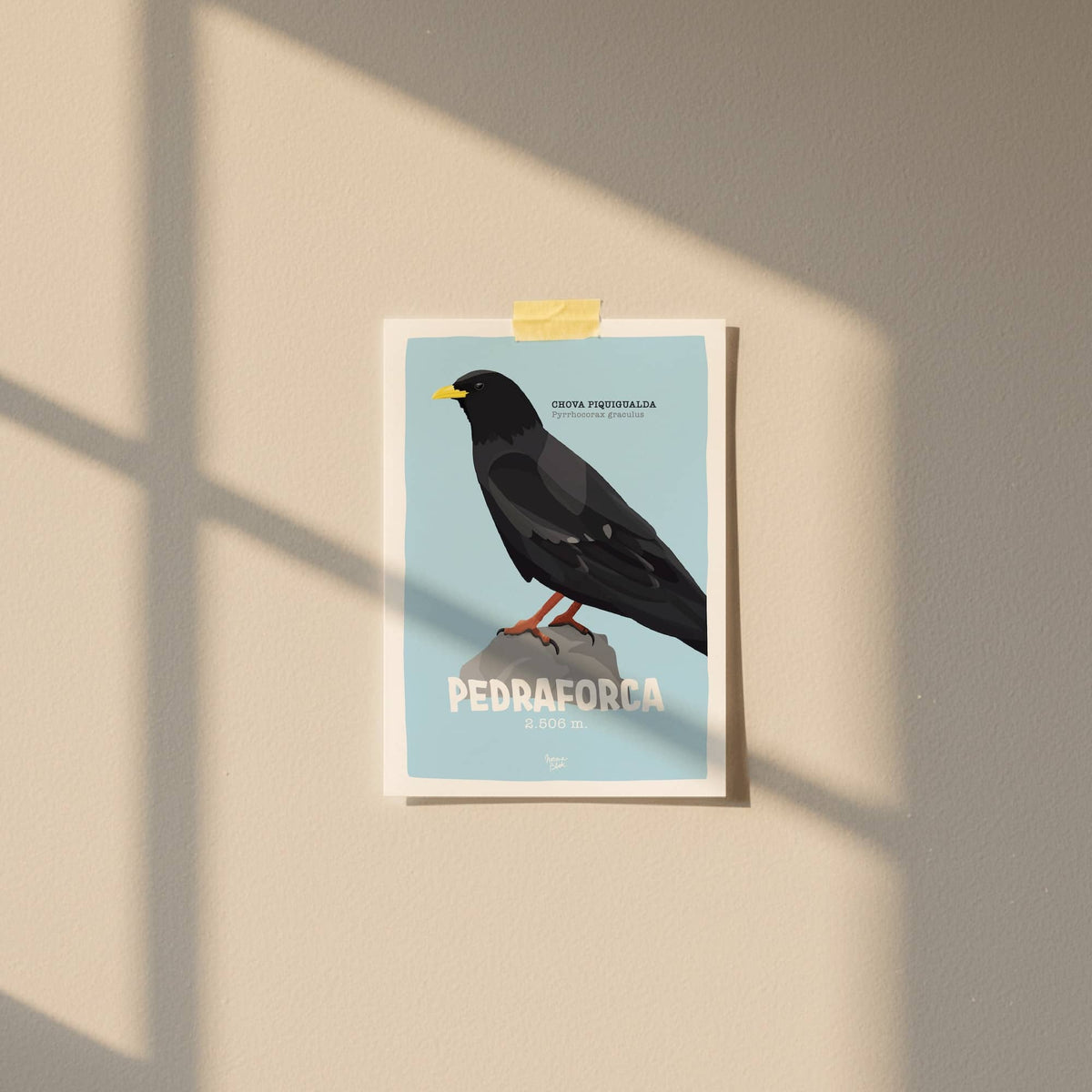 Mini print y postal de la chova piquigualda colgada con cinta adhesiva directamente en la pared de Normablok.