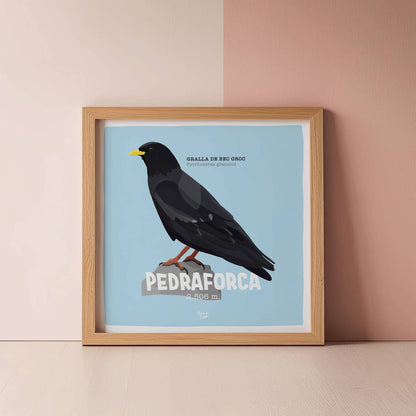 Versió en format quadrat de la làmina de la gralla piquigualda o Gralla de bec groc amb textos en català de Normablok.