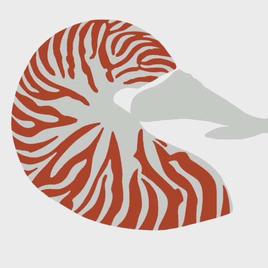 A time-lapse video demonstration showing the digital illustration process of the Nautilus in Procreate, from initial sketch to final details, emphasizing the artistic technique.