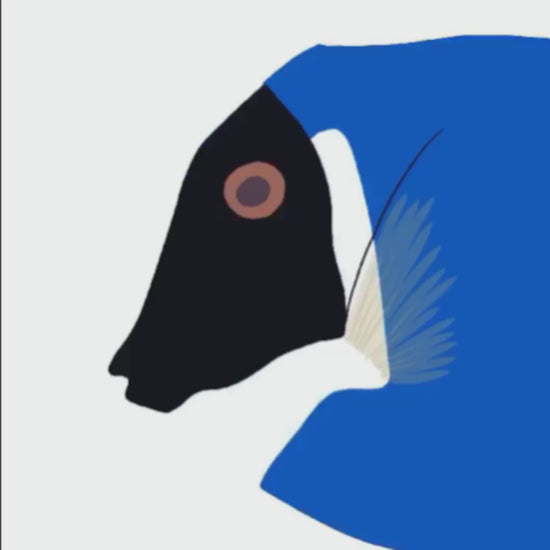 A video clip showing the digital illustration process of the Blue Tang fish in Procreate, from sketch to final colorful art.