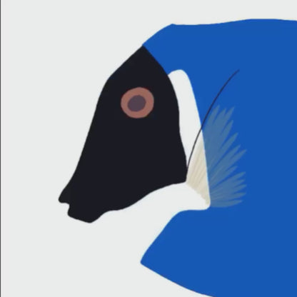 A video clip showing the digital illustration process of the Blue Tang fish in Procreate, from sketch to final colorful art.