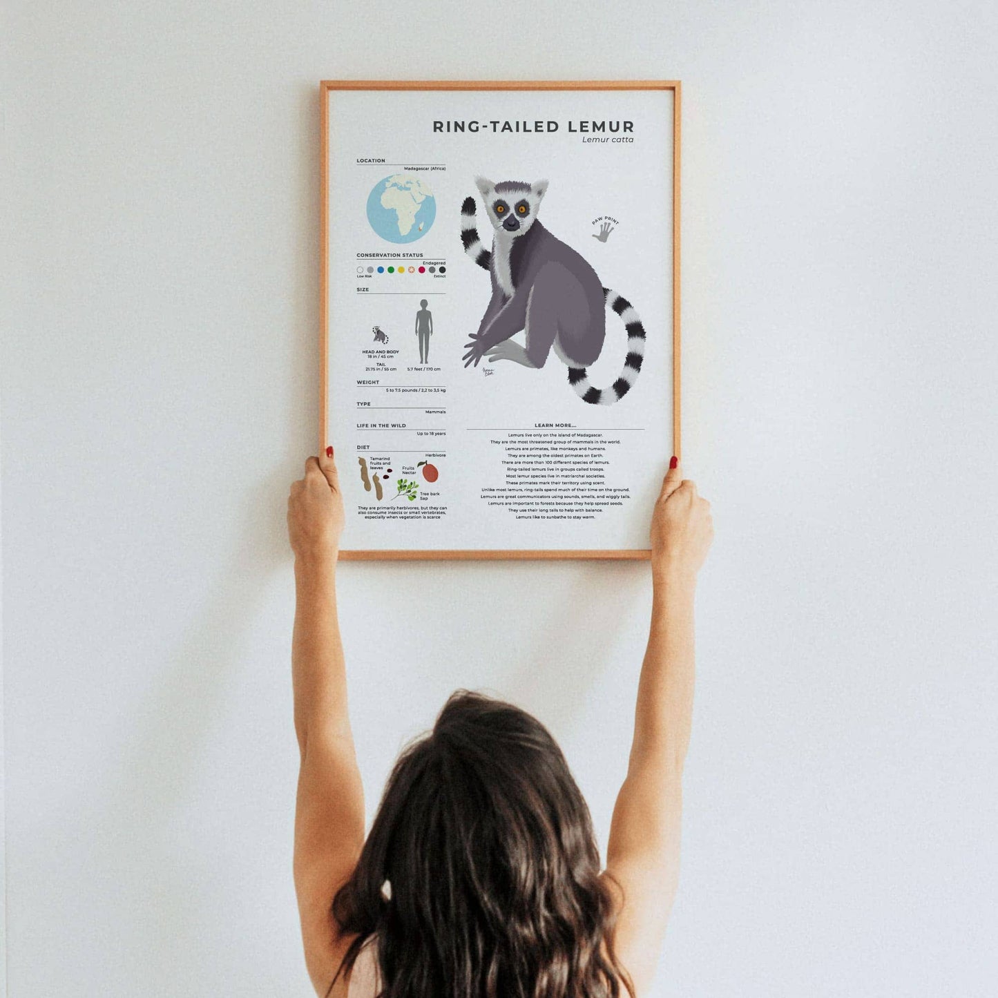 Unique illustrated lemur facts poster for homeschooling or classroom decor with modern digital art style and interesting trivia about female led social structures by normablok