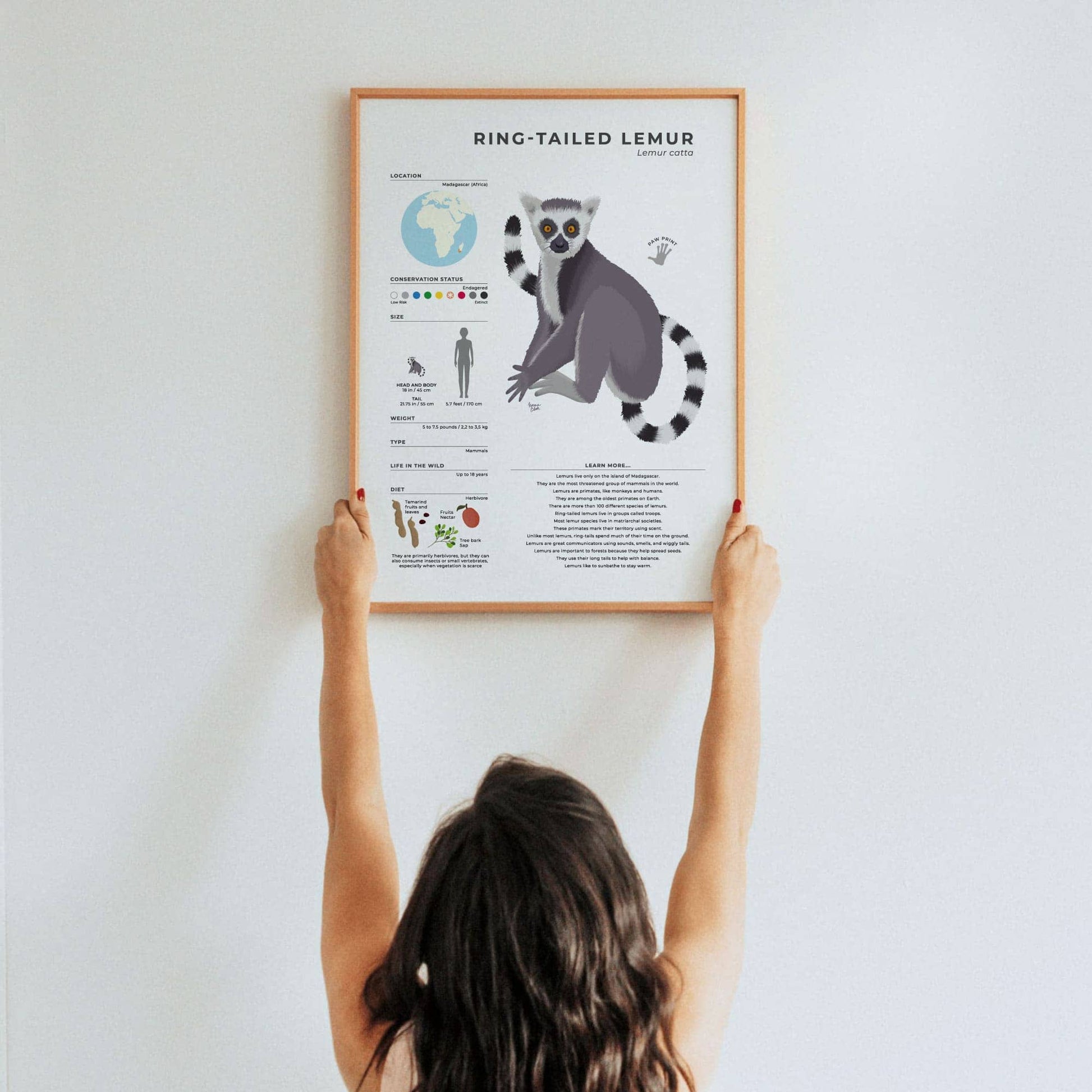 Unique illustrated lemur facts poster for homeschooling or classroom decor with modern digital art style and interesting trivia about female led social structures by normablok