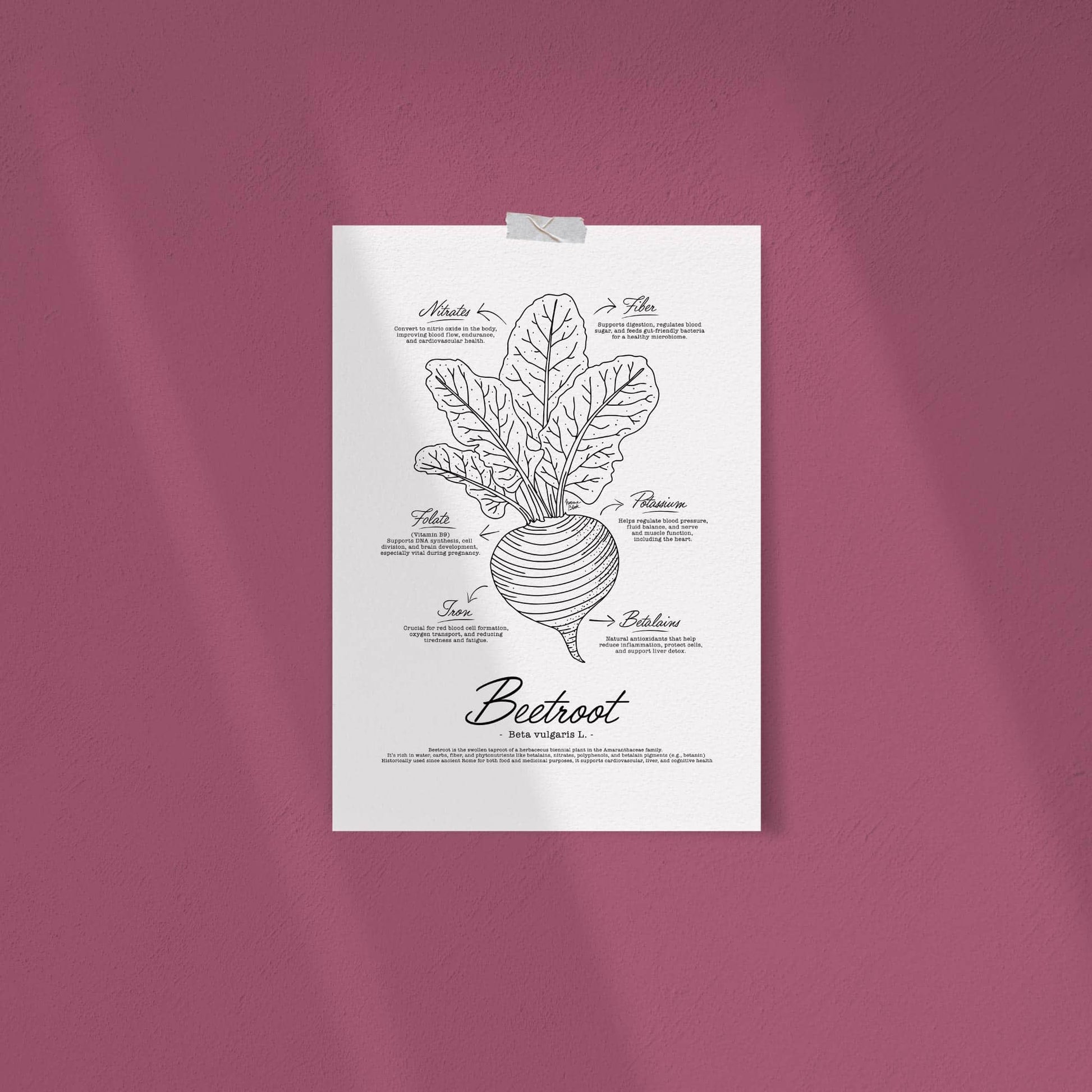 A vintage-style black and white botanical manual illustration of a whole beetroot with its root and leafy green top on a textured off-white background, featuring detailed black line art and scientific notations by Normablok.
