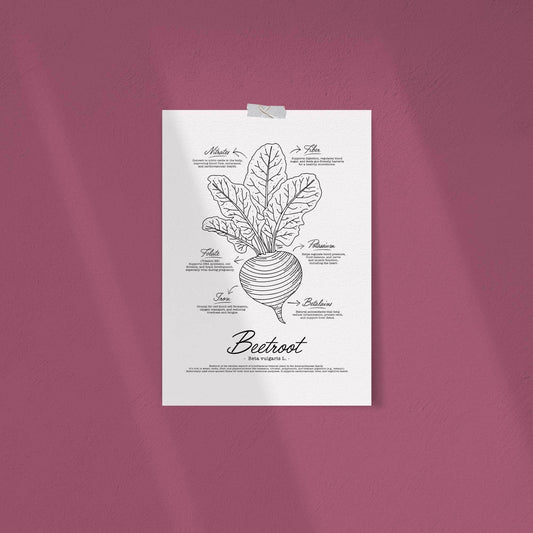 A vintage-style black and white botanical manual illustration of a whole beetroot with its root and leafy green top on a textured off-white background, featuring detailed black line art and scientific notations by Normablok.