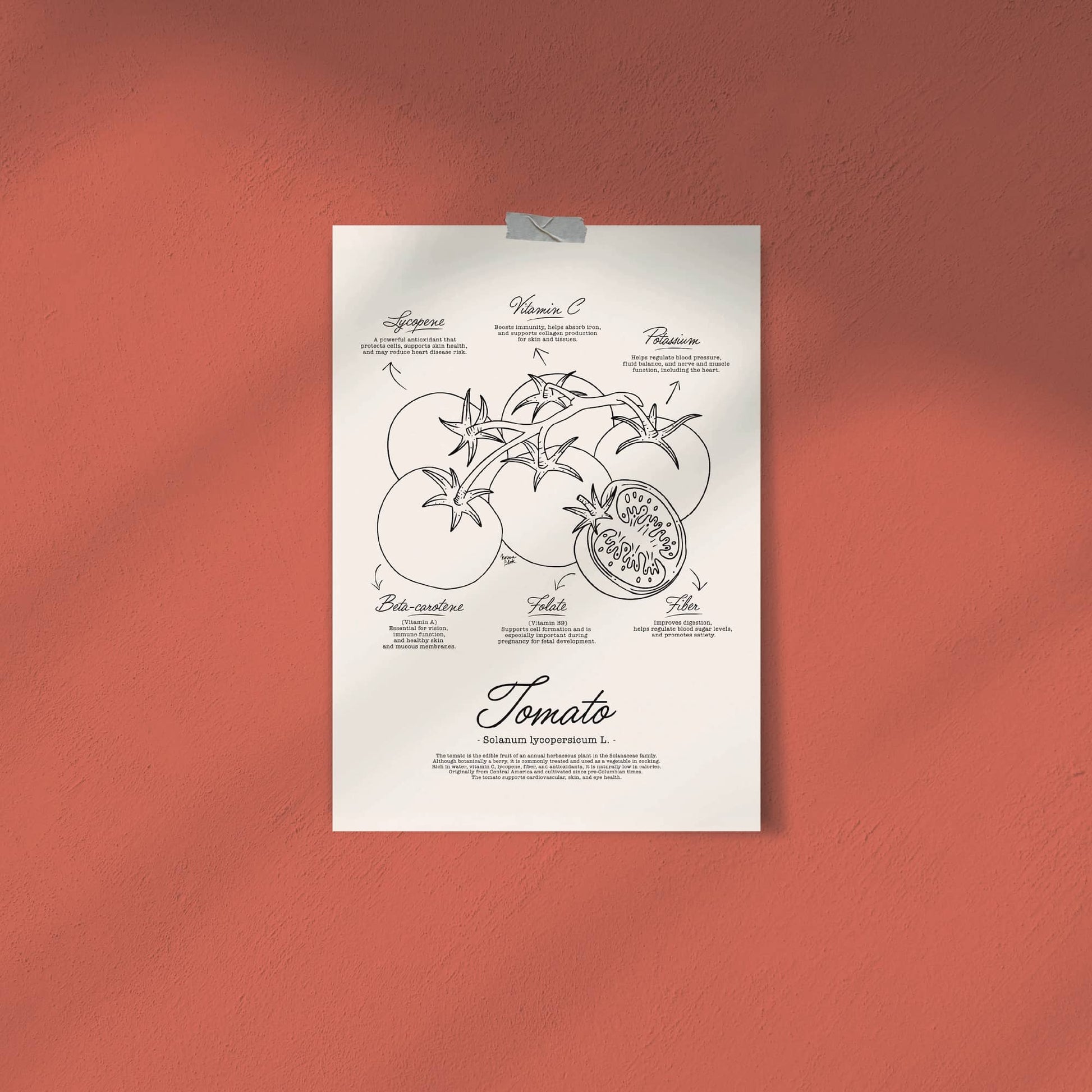 A vintage style black and white botanical manual illustration of a whole tomato on the vine with detailed leaves and fine line textures on a textured paper background by Normablok.