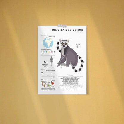 Wildlife biology art print showing Ring tailed Lemur life cycle data weight and lifespan with a detailed drawing of a lemur hand print for science teachers and nature enthusiasts by normablok