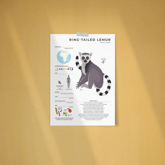 Wildlife biology art print showing Ring tailed Lemur life cycle data weight and lifespan with a detailed drawing of a lemur hand print for science teachers and nature enthusiasts by normablok